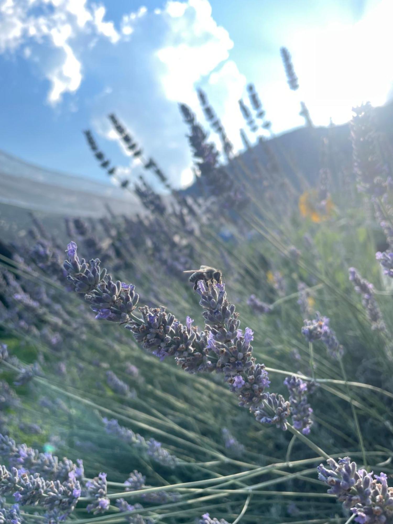 פאי דלה פאגאנלה Agriturismo Girasole מראה חיצוני תמונה