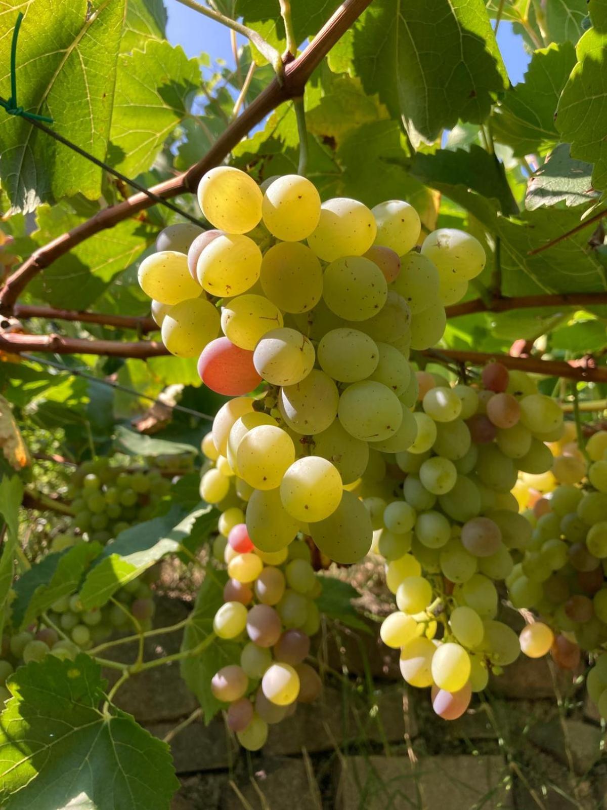 פאי דלה פאגאנלה Agriturismo Girasole מראה חיצוני תמונה